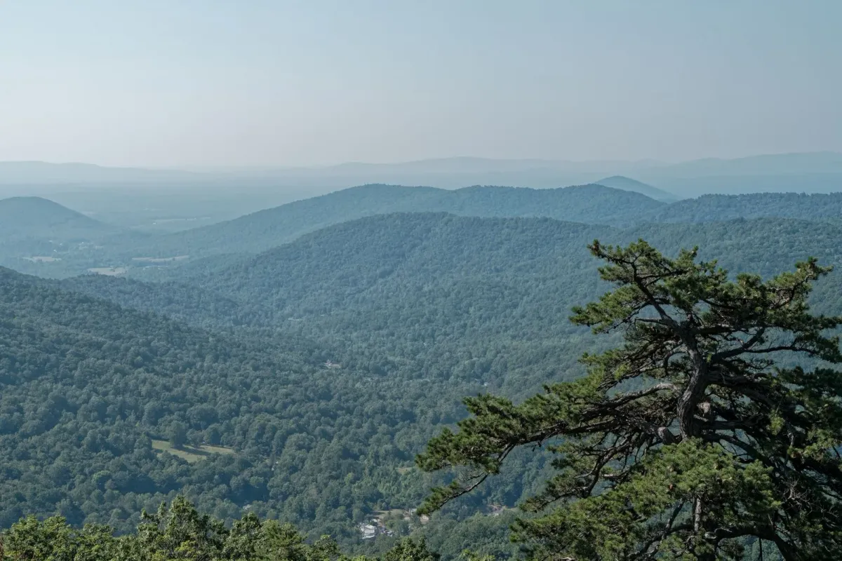 Harrisonburg VA Real Estate: A Local's Guide to Life in the Shenandoah Valley