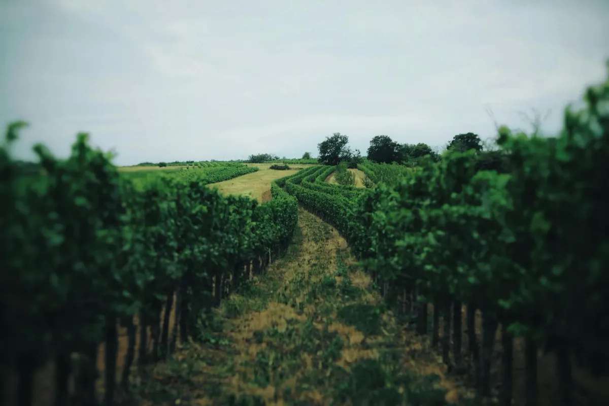 Rows of lush green grapevines stretching across a vineyard with rolling hills in the background